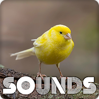 Canary Bird Song Ringtones