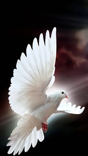 Pigeon Wallpapers Screenshot 3