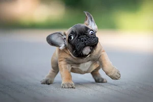 Bulldog Wallpapers Screenshot 3