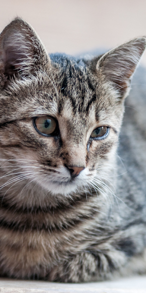 Wallpaper Kucing Screenshot 2