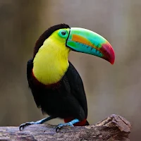Toucans Wallpaper HD