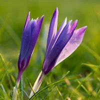 Crocus Flower Wallpapers