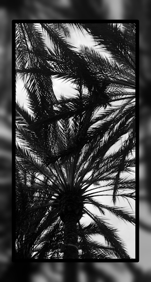 Black Tree Wallpaper HD Screenshot 2
