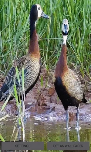 Lovely Ducks Live Wallpaper Screenshot 0