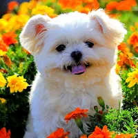 Cute Puppy Wallpaper HD