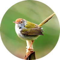 Tailorbird Sounds
