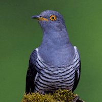 Cuckoo Bird Sounds