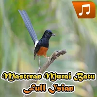 Masteran Murai Batu Full Isian