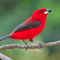 Canto do Tiê Sangue