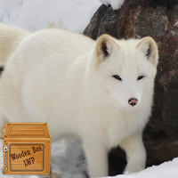 winter animal wallpaper
