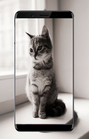 Cats Wallpaper Screenshot 3