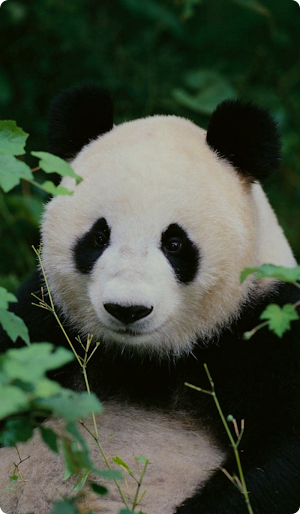 Panda Wallpaper HD Screenshot 0