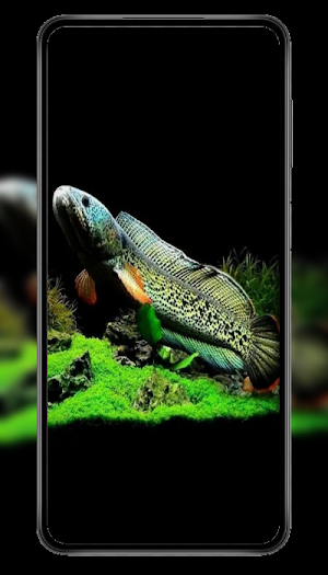 Ikan Channa Wallpaper Screenshot 2