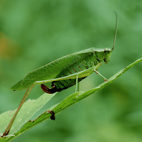 Katydid Sounds