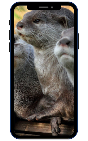 Otter Wallpapers Screenshot 1