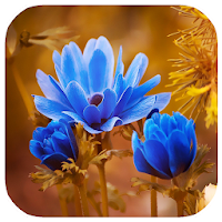 FlowerWall: Flower Images App