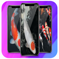 Koi Fish Wallpaper