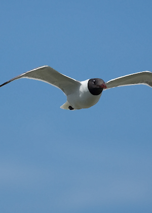 Seagull bird sounds ~ Sboard.pro Screenshot 0