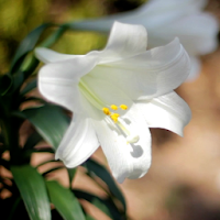 Easter Lilies Live Wallpaper