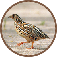 Quail Bird (Animal) Sounds