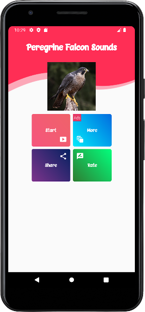Peregrine Falcon Sounds Screenshot 0