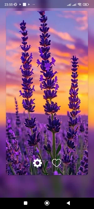 Lupine Flower WalL Screenshot 2