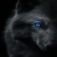 Black Live Wallpaper