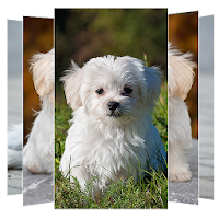 Maltese Dog Wallpapers