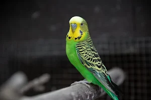 budgie Bird Wallpapers Screenshot 2