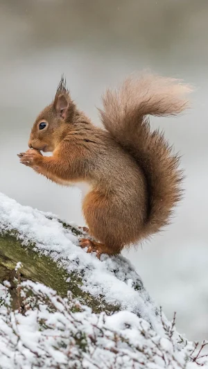 Squirrel Wallpapers Screenshot 1