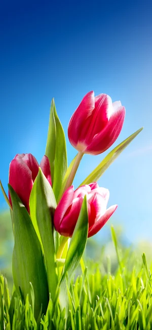 Tulip Wallpaper Screenshot 1