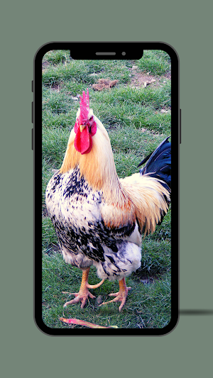 Rooster Ringtone Screenshot 2