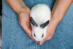Cute rabbits wallpapers Screenshot 3