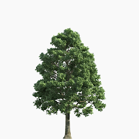 Botany MCQs with Answers