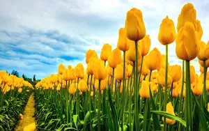 Tulip Flower Wallpaper HD Screenshot 0