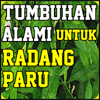 Tumbuhan Alami Untuk Radang Pa