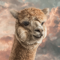 Alpaca Wallpaper HD