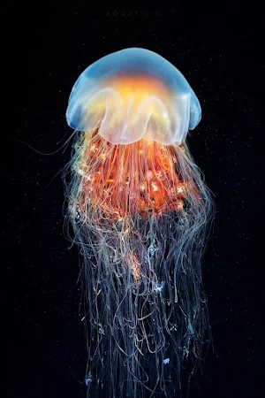 Jellyfish Wallpapers Screenshot 0