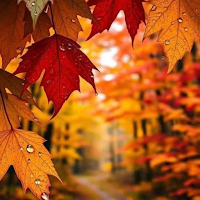 Autumn Wallpaper 4K