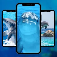 Wallpaper Dolphin Fish