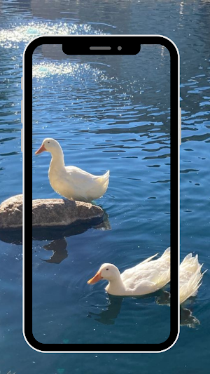 Wallpaper Cute Duck Screenshot 2