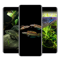 Channa Fish Wallpaper