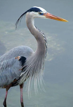 Blue Heron Sound Screenshot 1