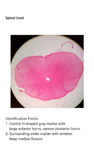 Histology: Slides,Identification Points and Theory Screenshot 2