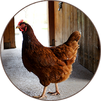 Chicken Sounds