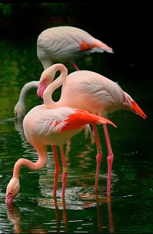 Flamingo Wallpapers Screenshot 0