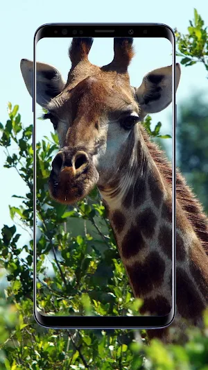Giraffe Wallpapers Screenshot 0
