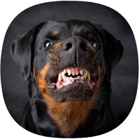 Barking Dog Ringtones