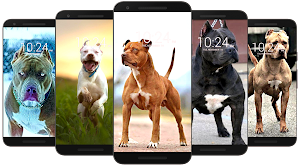 Pitbull Wallpaper HD Screenshot 3