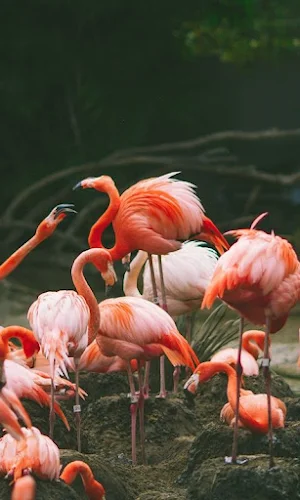 Flamingo Bird Wallpapers Screenshot 3